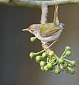 Common tailorbird