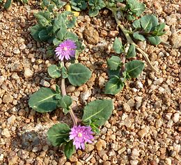 Corbichonia decumbens