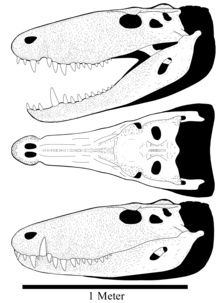 Reconstructed based on the known two specimens of Barinasuchus, representing the holotype in terms of size, and the rest of the skull was completed based on more complete sebecids like Sebecus and Bretesuchus.