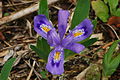 Image 35Dwarf lake iris (from Michigan)