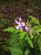 Geranium canariense, Cubo de la Galga, La Palma, Kanariøyene.