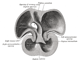 {Binnenste van de aan de rugzijde gelegen helft van het hart van een menselijk embryo van 35 dagen (het septum inferius)