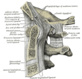 Section sagittale médiale de l'os occipital et des trois premières vertèbres cervicales.