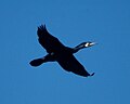 En vol, plumage d'élevage, Sud-Ouest du Queensland, en Australie