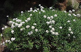 Iberis sempervirens