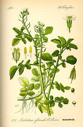 Nasturtium officinale