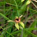 Dancing spider (C. discoidea) growing near Perth