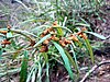 Green leaves, brown flowers