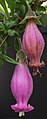 Mature and senescent flowers, displaying exserted anthers.