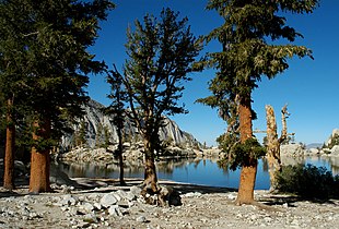 Pinus albicaulis (center), with Pinus balfouriana left & right, Lone Pine Lake, Sierra Nevada east slope, California