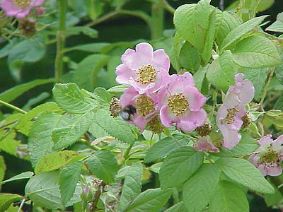 Rosa macrophylla