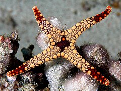 Asteroideum in Komodo National Park Indonesiae