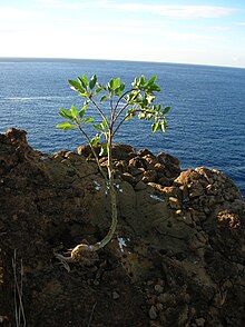 Starr 041029-0263 Nicotiana glauca.jpg