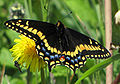 Papilio brevicauda (Short-tailed Swallowtail)