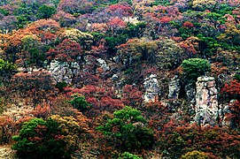 Otoño en el bosque de coníferas de la Sierra Fría, hacia el noroeste de San José de Gracia.