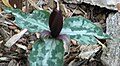 Trillium underwoodii