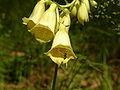 Didžiažiedė rusmenė (Digitalis grandiflora)