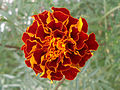 Tagetes patula