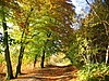 Autumnal beech trees lining a woodland path