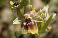 Ophrys biancae