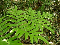 Fronde de Osmunda japonica.