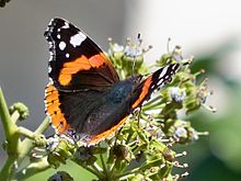 photo d'un papillon vulcain