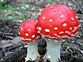 Un campairòl: Amanita muscaria