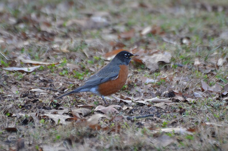 File:American Robin - 16251328918.jpg