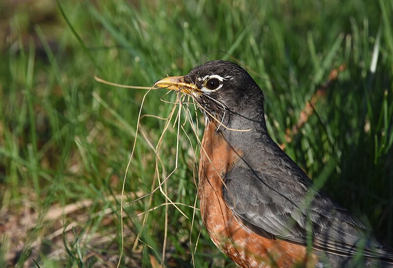 File:American Robin - 41856434911.jpg