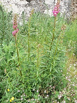 Isoleijonankita (Antirrhinum majus)