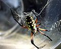 Argiope aurantia, hanging down in its web