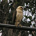 hawaii ölyv (Buteo solitarius)