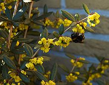 Berberis julianae B.jpg