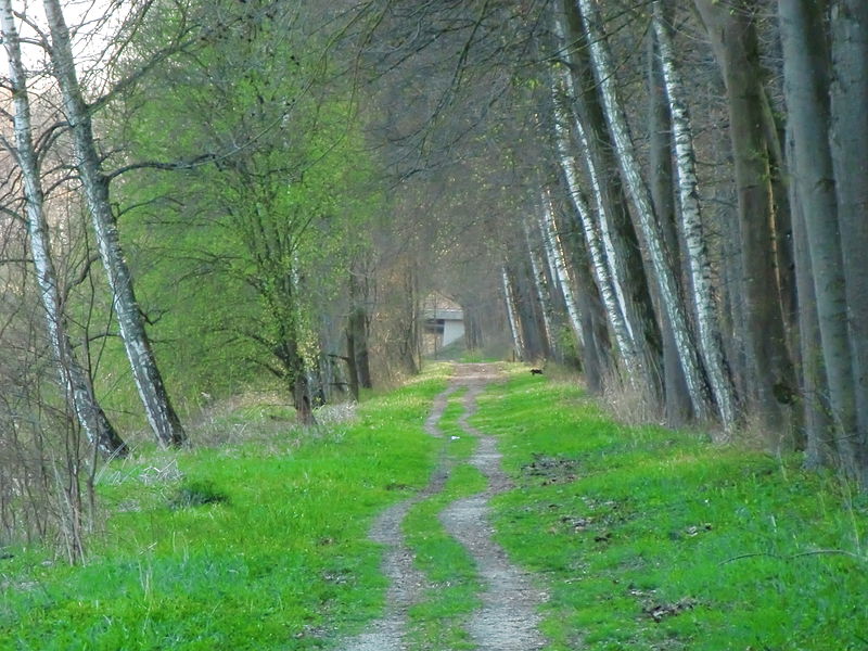 File:Bewachsener Feldweg an der Donau bei Günzburg.JPG