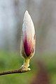 Bourgeon de fleur d'un Magnolia en avril 2021.