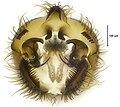 Clastobasis loici posterior view