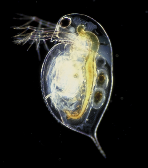 물벼룩(Daphnia pulex)