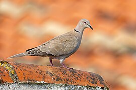 Eurasian colled dove 2024 04 18.jpg