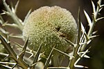 Echinops giganteus