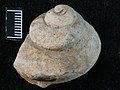 Fossilised gastropod Lophospira sp.