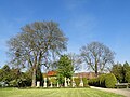 Eschen auf dem Friedhof in Schwebda