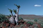 10. Pachypodium lealii (flaskträd) i Damaraland i Namibia.