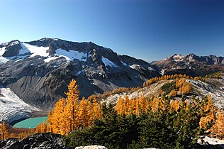 Krummholz trees with Larix lyallii and Abies lasiocarpa, Glacier Peak Wilderness