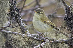 Зелекаста црноглавка, Phylloscopus trochiloides