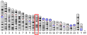 Chromosome 11 (human)