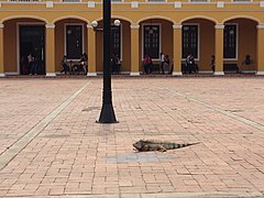 Iguana na placu miejskim w Barranquilla