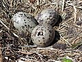 Uova di Larus dominicanus