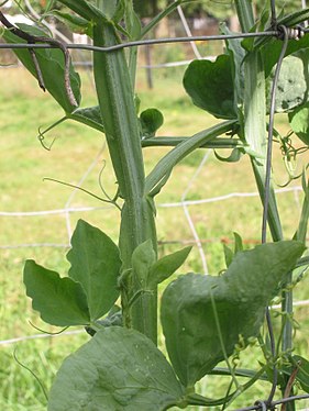 gevleugelde stengel, gevleugelde bladsteel met steunblaadjes van Lathyrus odoratus