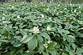 Pachysandra terminalis