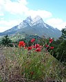 Roselles (Papaver rhoeas) a Saldes, davant el Pedraforca (Catalonia)